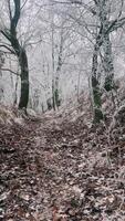 Serene Winter Path Winds Through Beautifully Frosty and Enchanting Forest Scene video