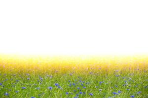 Beautiful blooming cornflower field and empty space for text. Natural plant background of a meadow flooded with sunlight. photo