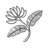 Single one line Banana branch with banana silhouette white background vector
