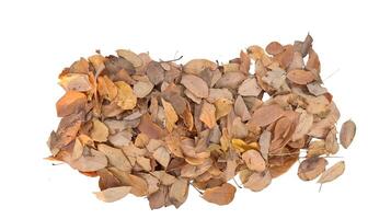 Dried leaves with intricate veins and curled edges is isolated on a white background with clipping paths. This image represents the cycle of nature, autumn and changes photo