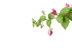 Vibrant bougainvillea flower with fresh green shoots is isolated on a white background with a clipping path. The image symbolizes tropical beauty, growth, and natural elegance. photo