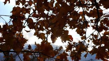 Brown maple leaves on tree branches gently swaying in wind with sunlight at background. Lush autumn foliage swinging on the breeze at forest. Beautiful colorful fall season. Close up Slow motion video