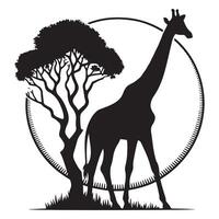 A giraffe is eating leaves from a tree vector