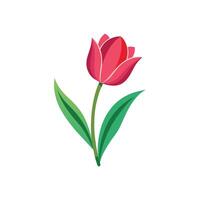 Spring Tulip Bloom Illustration Design On White Background vector