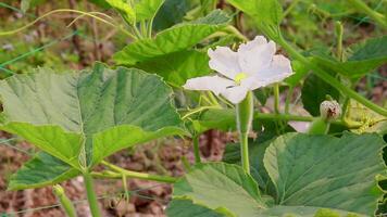 Calabash bottle gourd vine growing in field video