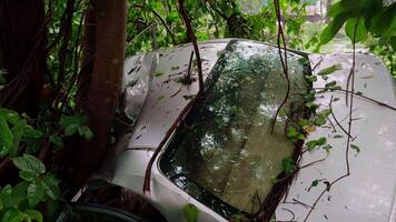 Car Crash into Tree in Dense Foliage video