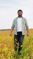 Indian farmer walks through a soybean field. Indian Farmer Checking Soybean Growth in the Field video