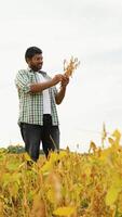 Indian Farmer Examining Soybean Growth in the Field video