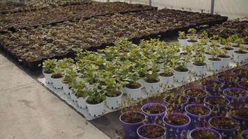 Variety of seedlings in pots in nursery video