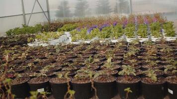 Various seedlings in greenhouse rows video