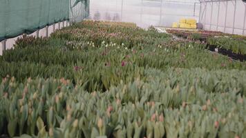 Tulips growing in a greenhouse environment video