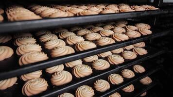 Rows of freshly baked cookies on metal trays, Multiple trays filled with swirl-shaped cookies in a bakery video