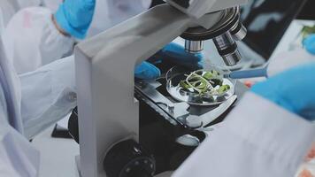Scientists working in a laboratory with a microscope video