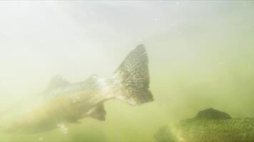 Experiencing an exhilarating underwater encounter with colorful fish in murky depths. Stock Clip video