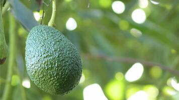 Natural hass avocado hanging in a avocado tree video