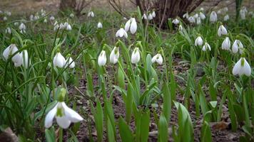 Galanthus elwesii- Elwes, greater snowdrop in the wild. Red Book Ukraine. Slider video