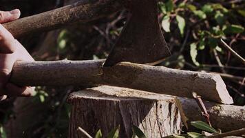 Chop Down Tree Branches With an Axe in Nature video