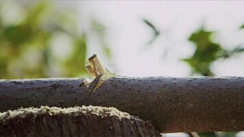 Chop Down Tree Branches With an Axe Slow Motion video