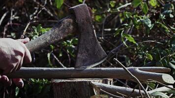 Chop Down Dry Tree Branches With an Axe video