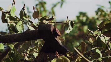 Chop Down The Dry Tree Branches With an Axe video