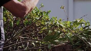 Chop Down Tree Branches With an Axe in Green Nature video