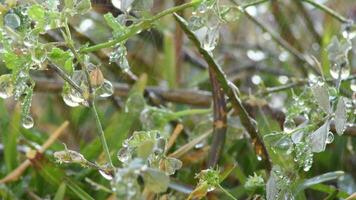 Water drops falling and sliding in the grass in a sprinkling irrigation video