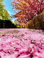 A path is covered in pink petals, creating a beautiful and serene atmosphere photo