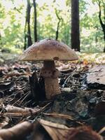 A mushroom is sitting on the ground in a forest photo
