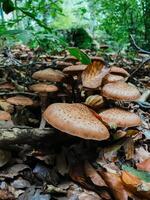 A bunch of mushrooms are growing on the ground in a forest photo