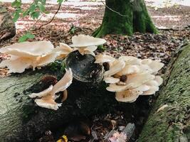A log covered in mushrooms is on the ground photo