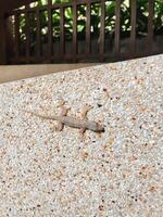 A lizard is on a wall made of rocks photo