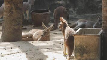 A group of kangaroos in an enclosure video