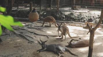 A group of kangaroos in an enclosure video