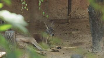A kangaroo laying down in its enclosure video
