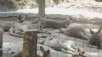 A group of kangaroos laying down in an enclosure video
