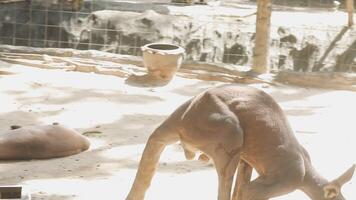 A kangaroo in a zoo enclosure video