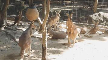 A group of kangaroos in an enclosure video