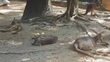 un grupo de animales en un zoo video
