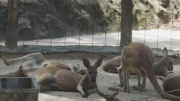 A group of kangaroos in a zoo enclosure video