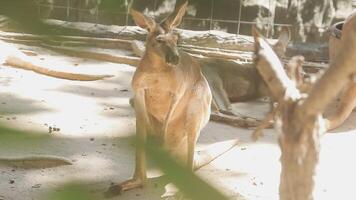 A kangaroo is standing in the dirt with its legs spread video