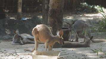 A group of kangaroos in a zoo enclosure video