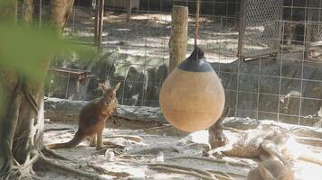 A kangaroo and a wallaby in a zoo enclosure video