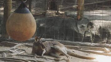 A kangaroo laying on the ground in an enclosure video
