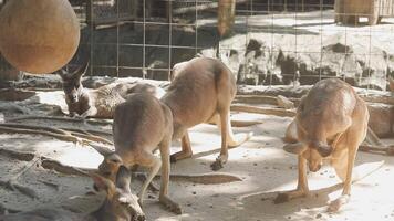 A group of kangaroos in an enclosure video