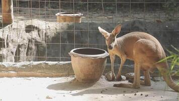 A kangaroo is standing next to a large pot video