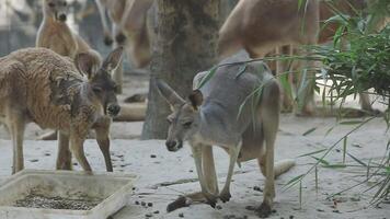 A group of kangaroos in an enclosure video