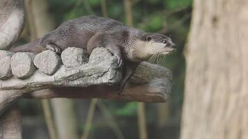 Otter sitting on a tree branch video