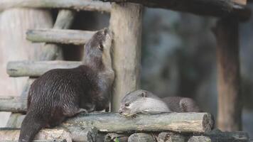 Two otters are sitting on a wooden structure video