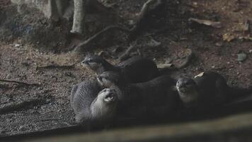 Four otters are standing in the dirt video