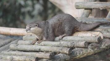 An otter is standing on top of a wooden platform video